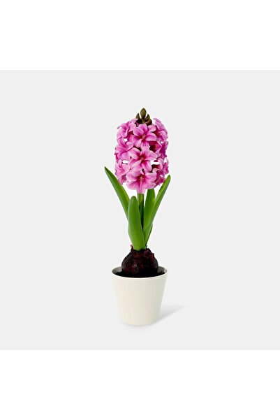 Generic New In Fernza Hyacinthus Potted Plant Purple H30Cm