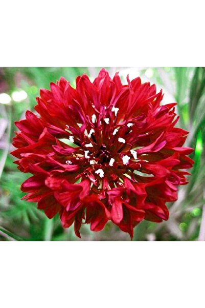 Bloom & Sow Seed بذور زهرة البكالوريوس الحمراء المزدوجة الأزهار، زهرة برية سن...