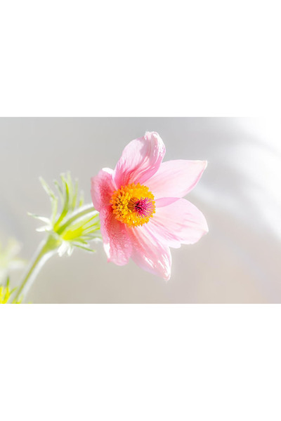 Bloom & Sow Seed بذور زهرة البولساتيلا الفولغاريس الوردية - زهرة الباسك، نبات...
