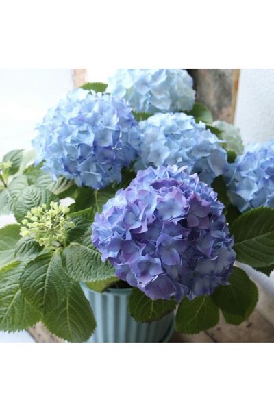 Bloom & Sow Seed Large Round Mophead Hydrangea Seeds, Color-adjustable Shade-...