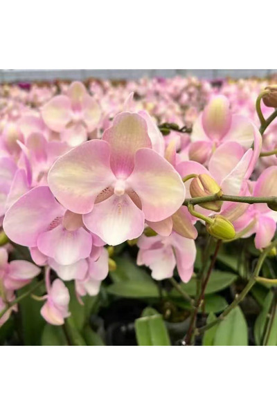 Bloom & Sow Seed Elegant Pink Cream Moth Orchid Seeds, Long‑Blooming Phalaeno...