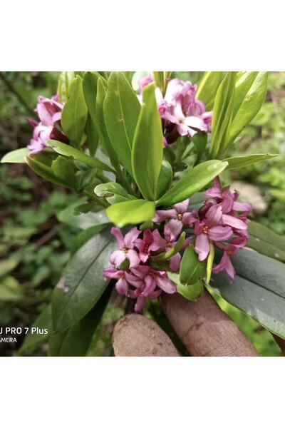 Bloom & Sow Seed Purple Daphne Seeds, Fragrant Daphne Odora for Yard Garden &...