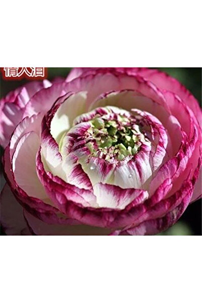 Bloom & Sow Seed Rare Magenta Edge White Double Ranunculus Bulbs, Ruffled Lay...