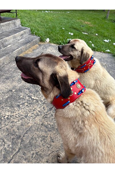 Sürmeli Tasma Kangal Dog Collar Without Bell Model Genuine Buffalo Leather Red