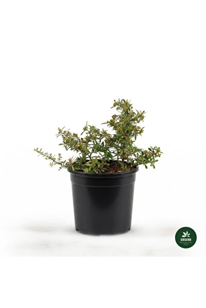 Bodur Ateş Dikeni (Pyracantha) 5 Litre Saksılı Canlı Dış Mekan Çit Bitkisi