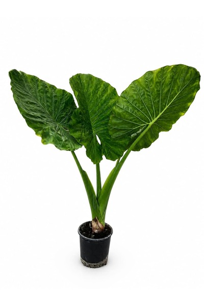 ERNAZ Dev Fil Kulağı Alocasia Makrorhizos 150-160 cm Boy Salon Bitkisi