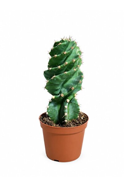 ERNAZ Spiral Kaktüs Cereus Forbesii Spiralis 20-25 Cm Boy 10 Cm Saksı
