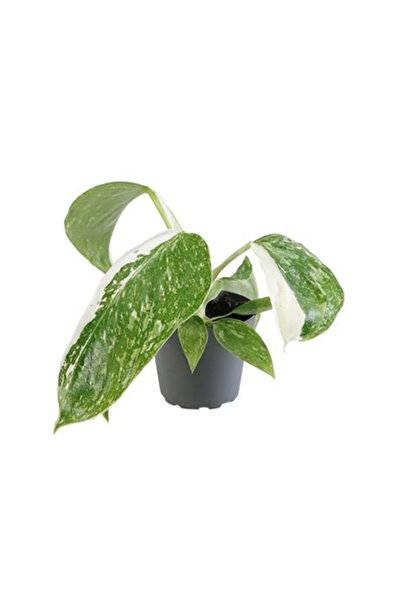 Eufloria Philodendron 'Jose Buono' Ø6cm