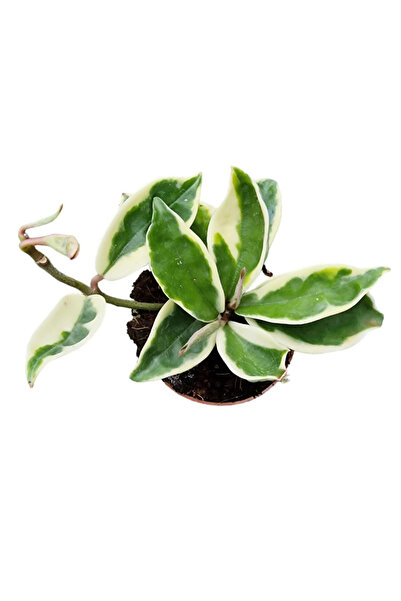 Eufloria Hoya carnosa 'Krimson Queen' Ø9cm