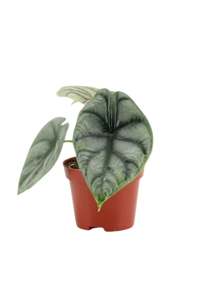 Eufloria Alocasia 'Silver Dragon' Ø6cm