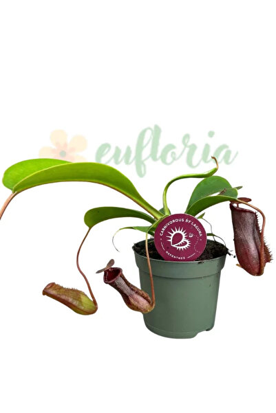 Eufloria Nepenthes lowii Ø8,5cm