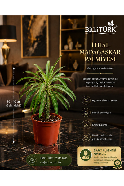 BitkiTÜRK -Madagaskar Palmiyesi Salon Çiçeği