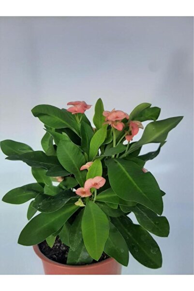 Green Efhorbia Dikenler Tacı Fidanı Pembe 10-20 cm
