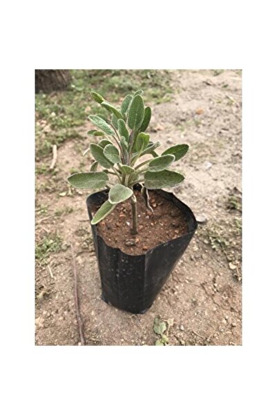 Mimoza Adaçayı Fidanı 10-20 cm