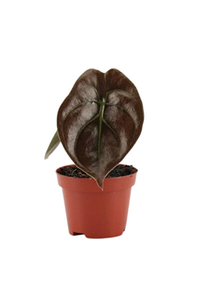 Eufloria Alocasia cuprea 'Red Secret' D6-D12