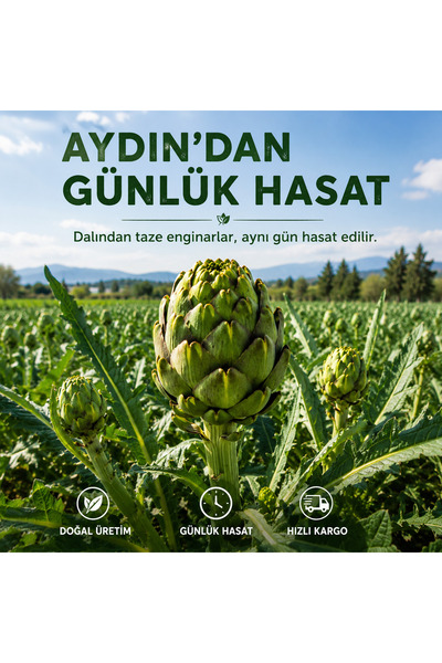 KÖY YAKASI 30 Adet Orta Boy Çanak Enginar Zeytinyağlı Enginar Yemeği Enginar Çanağı