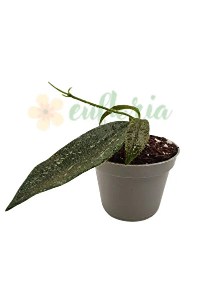 Eufloria Hoya thomsonii Ø6cm