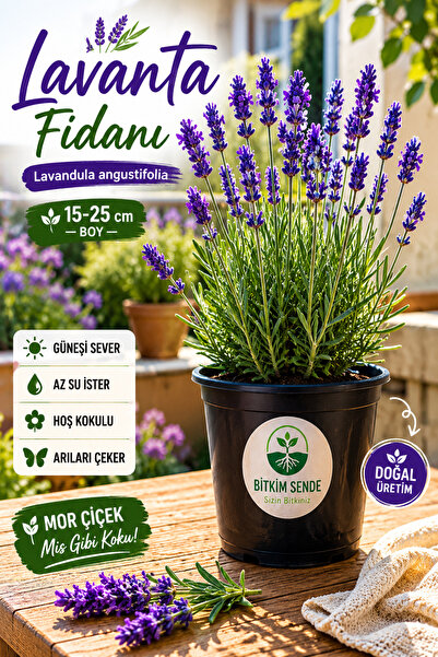 Lavender Seedling English Lavandula angustifolia Hidcote, Fragrant in Flower Pot, Flowering, Shrub