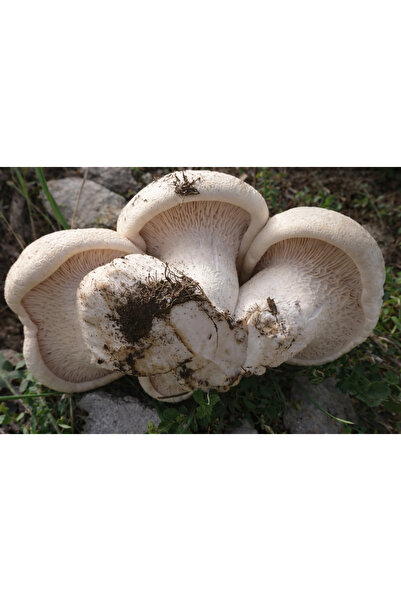MUNZURELLA ÇARŞIR(KINKOR) MANTARI (1 KG)