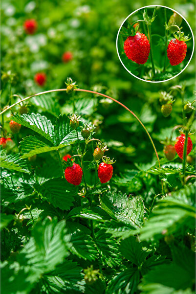 Vasada 3 Adet Yabani Dağ Çileği Fidesi Karadeniz Dağ Çileği Fragaria Vesca 6x...