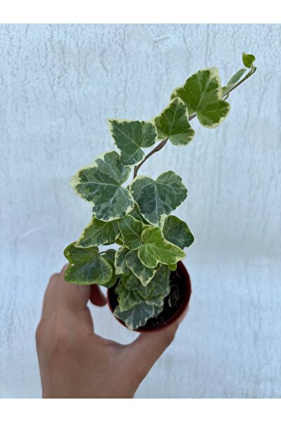 nazlı çiçekçilik Hedera Helix Fide Boy 5,5lik Saksıda