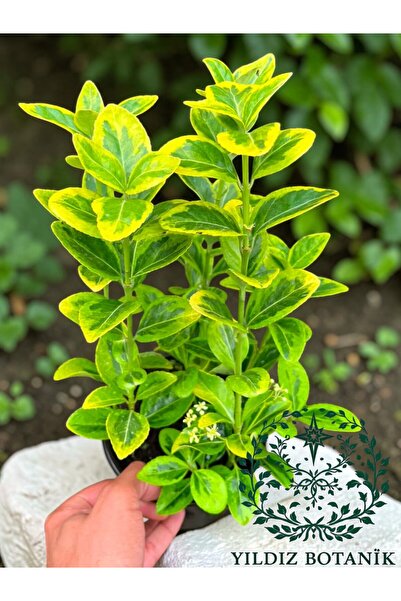 YILDIZ BOTANİK Altuni Gold Taflan Çit Bitkisi Sarı Taflan Fidanı 25-30 Cm 1 S...