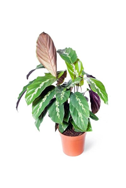 Mimoza Calathea Louisae Dua Çiçeği Ofis Salon Iç Mekan Bitkisi 10-20 cm
