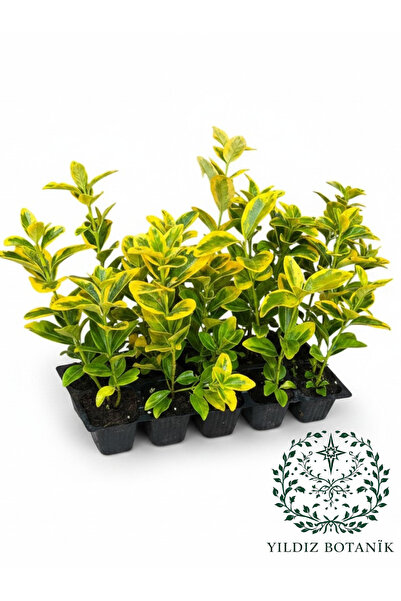YILDIZ BOTANİK 10 Adet Altuni Gold Taflan Çit Bitkisi Sarı Taflan Fidanı 15-2...