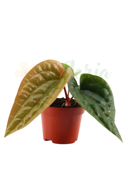 Eufloria Anthurium luxurians x radicans Ø6cm