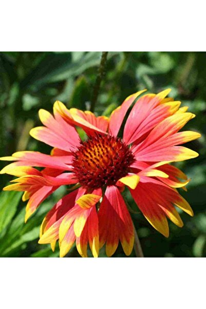 Tunç Botanik GAYRET ÇİÇEĞİ 5 ADET 'Gaillardia Grandiflora'