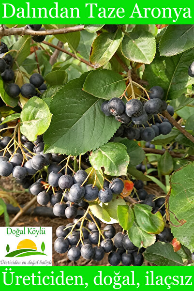 Doğal Köylü Dalından Taze Aronya Meyvesi 250gr - Üreticiden, Doğal, İlaçsız
