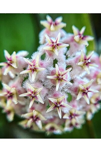 SİMAN BOTANİK Hoya Erythrostemma Silver