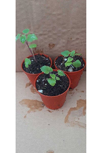 artemisiatıbbibitki Kedi Nanesi (Nepeta cataria) 14 cm Saksıda