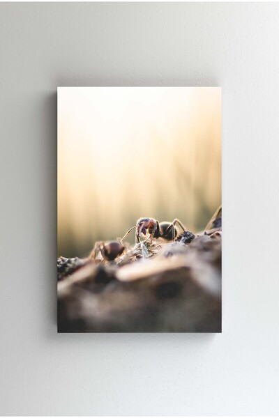 Efect Canvas Tablou Canvas - The ant