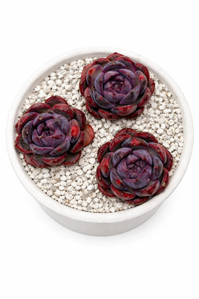 haan garden Echeveria Yangmei