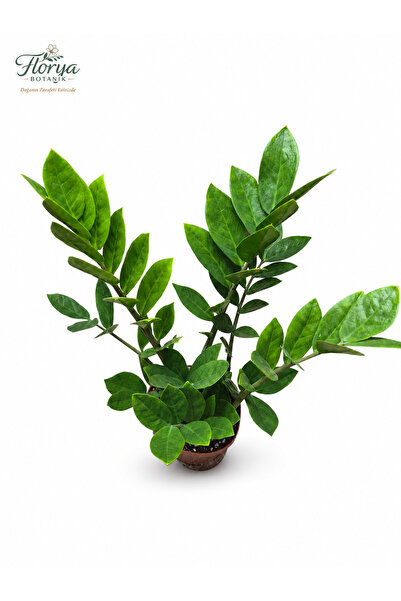 Florya Botanik Zamia Çiçeği Zeze Çiçeği Zamia Bitkisi Zamioculcas Ev Bitkisi ...