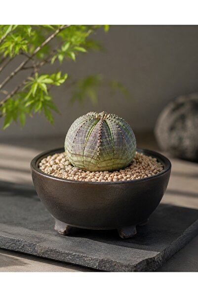 ATLANTE CACTUS Euphorbia Obesa (fukuryu/japon tarzı)
