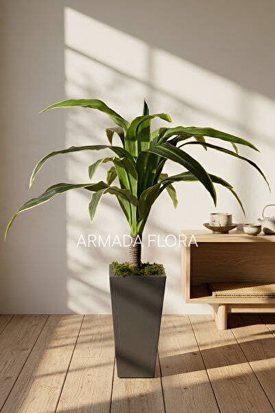 Armada Flora Dekoratif Yapay Dracaena Massangeana Ağacı Modern Siyah Saksıda