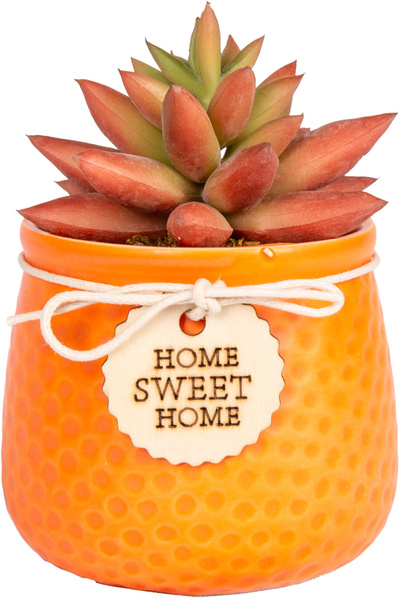 Herdekora Seramik Saksıda Sukulent Aranjmanı Turuncu 10x12 Cm.