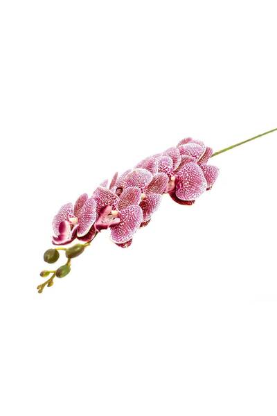 OEM Flori Artificiale Orhidee Alb Cu Picatele Violet 9/Fir