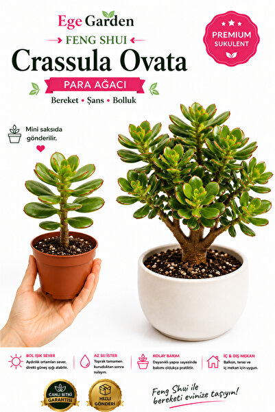 EGE GARDEN Feng Shui Bereket Ağacı Canlı Sukulent Bitki crassula ovata