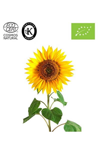 Herbstore.gr Ηλιέλαιο ΒΙΟ - 5Ltr