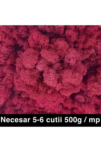 Roberto Rossi Preserved lichens cleaned and without roots 500g NET, ULTRA PRE...