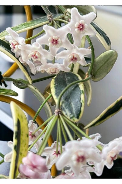SİMAN BOTANİK Hoya Lyi Prism Mum Çiçeği