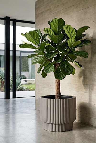 Alezy Vega Model İç Drenaj Hazneli Dekoratif Modern Saksı 30 lt No:3