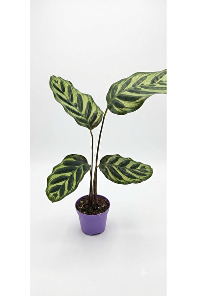 Your Flower Shop Calathea Makoyana (Dua Çiçeği) Canlı Saksıda