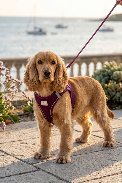 GOBYPET Kediler Ve Köpekler İçin Rahat, Dayanıklı Göğüs Tasması XL