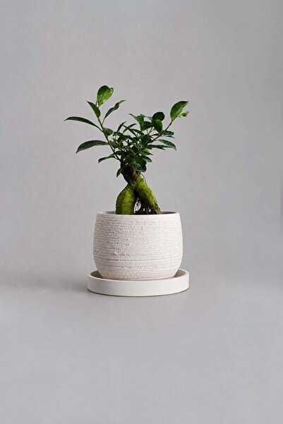 VASODEK Dekoratif Beton Saksı V-127-AÇİK KREM