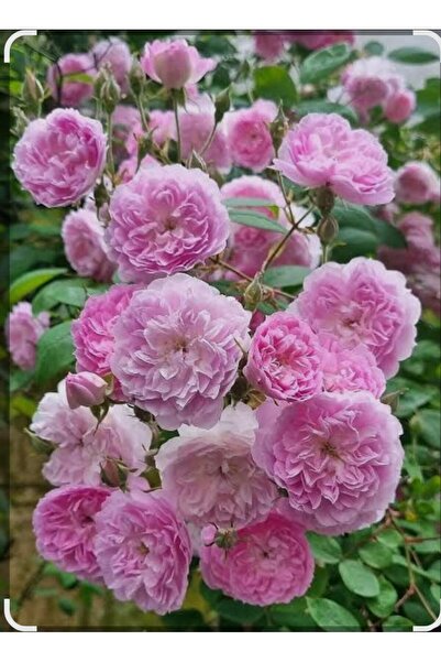 minyatür pembe sarmaşık gül fidanı