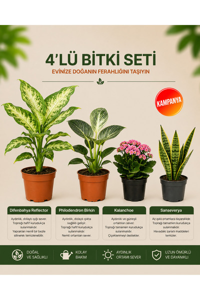 Difenbahya Variety – Philodendron Birkin – Kalanşo – Sansevieria – 4-Piece Plant Set